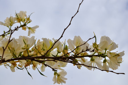 White flowers of apple on a branch. High quality photoの写真素材