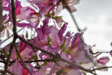 Purple flower petals background,many flower petals closeup. Beautiful background for greeting cards,wedding invitation,giftの写真素材