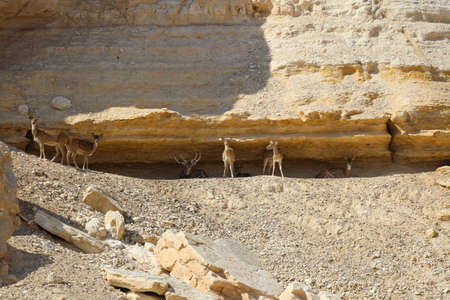 deer on rock against sky dwsertの写真素材
