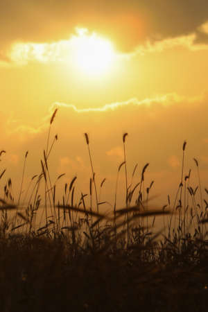 closeup on grass silhouette at sunrise.の写真素材