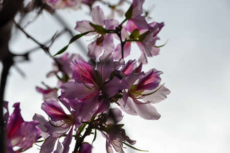 Purple flower petals background,many flower petals closeup. Beautiful background for greeting...