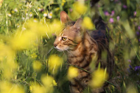 Young cat hiding in a bushの写真素材