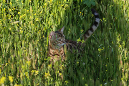 Young cat hiding in a bushの写真素材