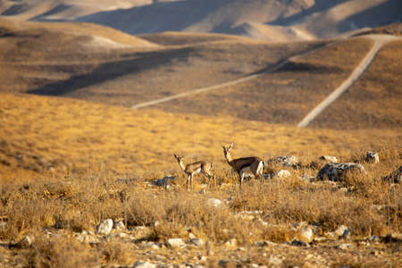 Beautiful landscape of Israeli Judean Desert mountains, with sunrise over the dry riverbed of Nahal Dragot Wadi, popular hiking trail winding between rugged rocky cliffs towards the Dead Seaの写真素材