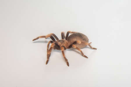 タランチュラの写真 イラスト素材一覧 8 933件 ストックフォトのamanaimages Plus