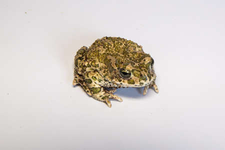 Still european green toad, bufotes viridis, with red spots in mating season from side view. Patterned frog at sunrise with flourishing green meadow with yellow flowers in background.の写真素材