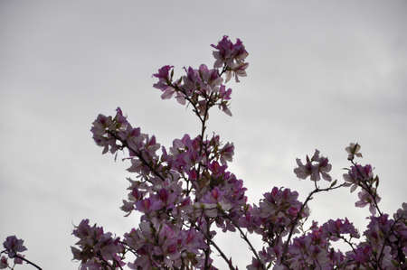 Flowering of the Bauhinia Orchid tree in spring