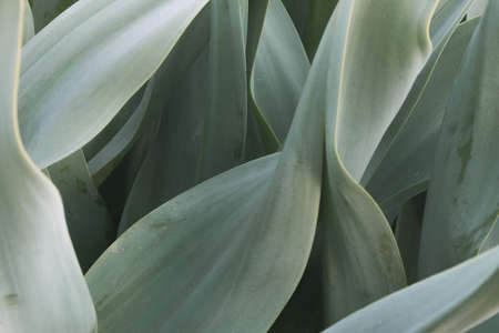 Ginger leaves daun kencur in close up photos, look fresh and green as your background