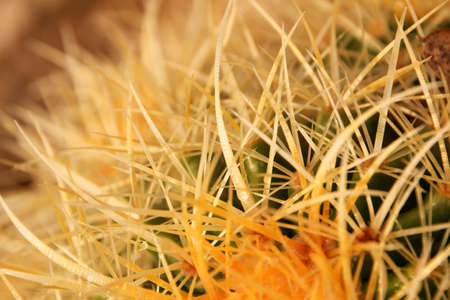 close up of the top of a cactus with detailsの写真素材