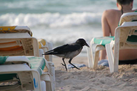 Large urban crow on chair sea beachの写真素材