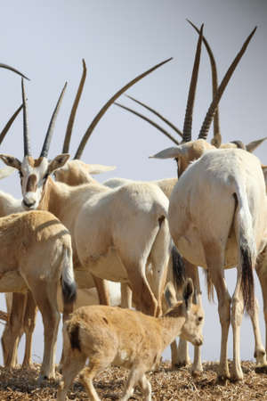 arabian oryx in the desertの写真素材