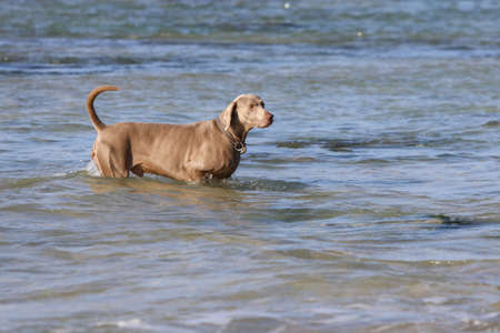 A serious dog male is walking out of water. The dog has grey and white wet fur and brown eyes; there are sand and clay ahead of him. Kuyalnik estuary is in the background.の写真素材