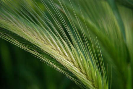 A dragonfly in green grassの写真素材