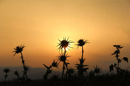 backlight made at dusk with flowers of wild thistlesの写真素材
