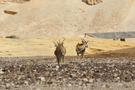 Springbok antelope in the wild animalsの写真素材