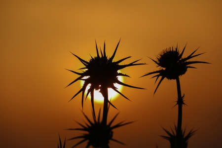 backlight made at dusk with flowers of wild thistlesの写真素材