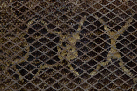 Real snakeskin showing scales and texture for background
