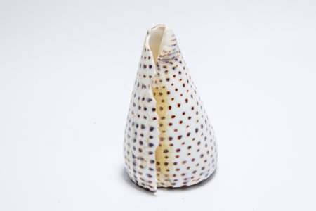 Sea shells, snails, beautiful sea nature. Unusual forms of marine life. Sea dwellers and the beauty...