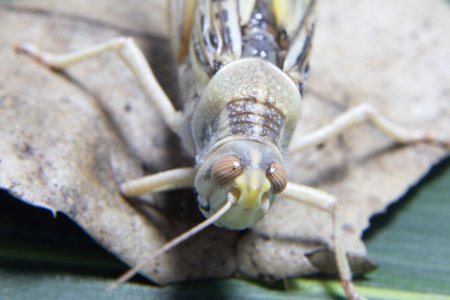 Floridas Giant orange grasshopper cricket