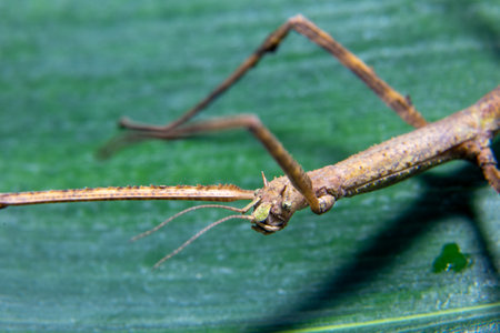 Female spiny leaf insect, Extatosoma tiaratum, on a white background. . High quality photo