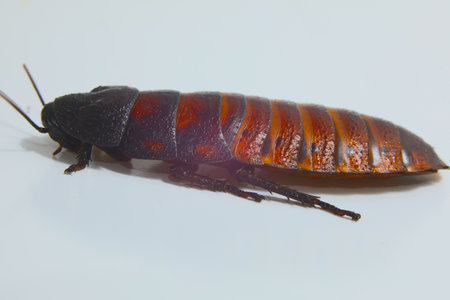 Madagascar cockroach big broun on green buckground