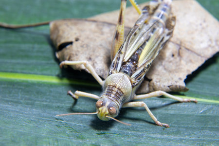 Floridas Giant orange grasshopper cricket