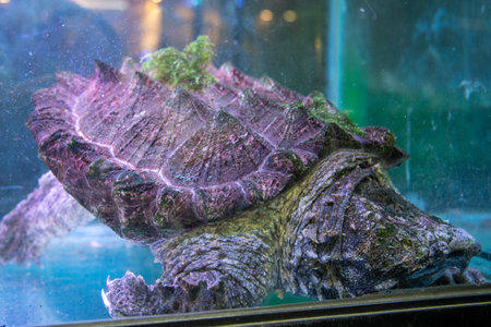 aligator snapping turtle exotic petsの写真素材