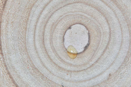 A perfectly round sawn tree with tree rings and cracks. Wood texture.の写真素材