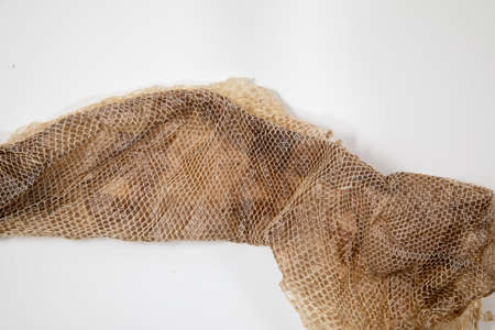 Close up of snake skin texture use for background. High quality photo