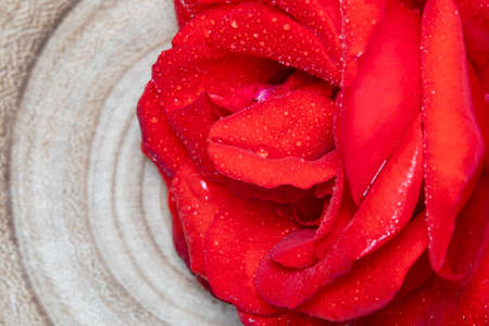 Close up Pink roses flower whit raindrops on a pink rose background,selection focus only some point on image,Beautiful valentines rosesの写真素材