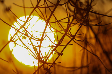 Silhouette grass flowers with the sunrise backgroundの写真素材