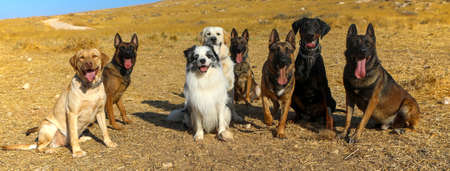Dogs sitting on autumn field. sitting on the rustic background of yellow fields and blue bright sky.の写真素材