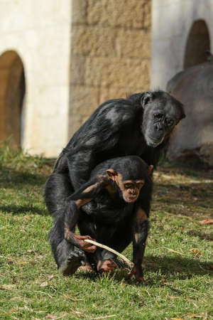 Chimpanzee ape sitting on a fallen tree trunk at wildlife reserve