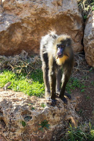 Monkey so cute in zoo israel High quality