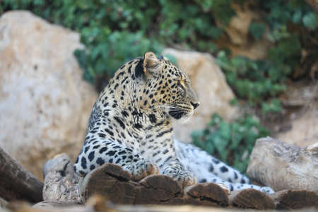 Leopards are elusive nocturnal creatures that are seen suprisingly often during the day, especially...