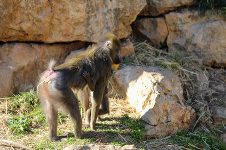 Monkey so cute in zoo israel High quality