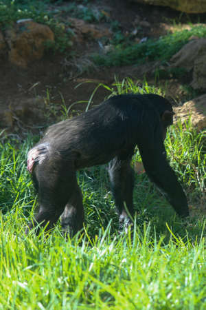 Chimpanzee in close up holding fruit in his hand shot at an animal reserve