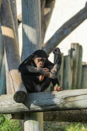 Chimpanzee black monkey sitting on grassの写真素材