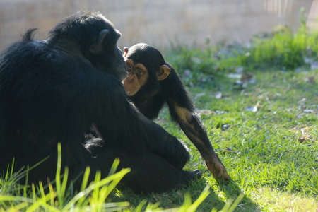 Chimpanzee black monkey sitting on grassの写真素材
