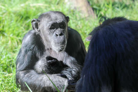 Chimpanzee in close up holding fruit in his hand shot at an animal reserve