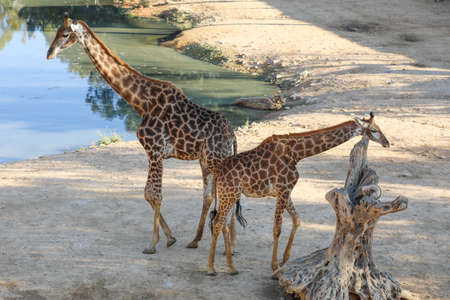 Giraffes standing on the ground. High qualityの写真素材
