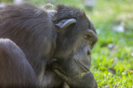 Chimpanzee black monkey sitting on grass