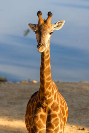 Jiraffes eating, walking in the zoo.の写真素材