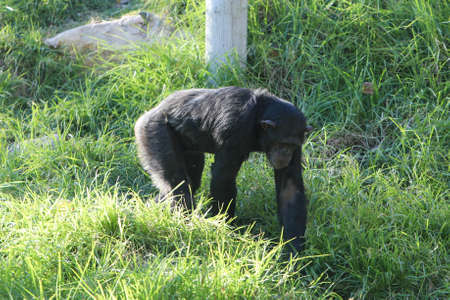 Chimpanzee in close up holding fruit in his hand shot at an animal reserveの写真素材