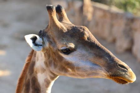 Jiraffes eating, walking in the zoo.の写真素材