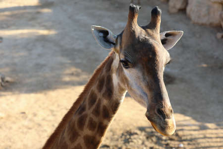 Jiraffes eating, walking in the zoo.の写真素材