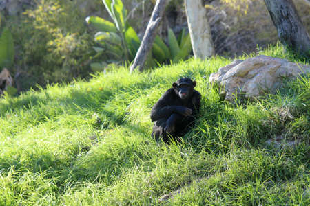 Chimpanzee in close up holding fruit in his hand shot at an animal reserveの写真素材