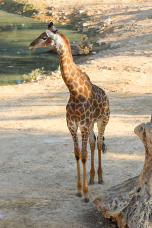 Giraffes standing on the ground. High qualityの写真素材