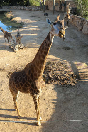 Giraffes drinking refletion in water at golden hourの写真素材
