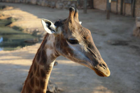 Jiraffes eating, walking in the zoo.の写真素材